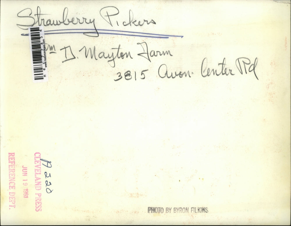 1961 Press Photo Strawberry Pickers On Mayton Farm