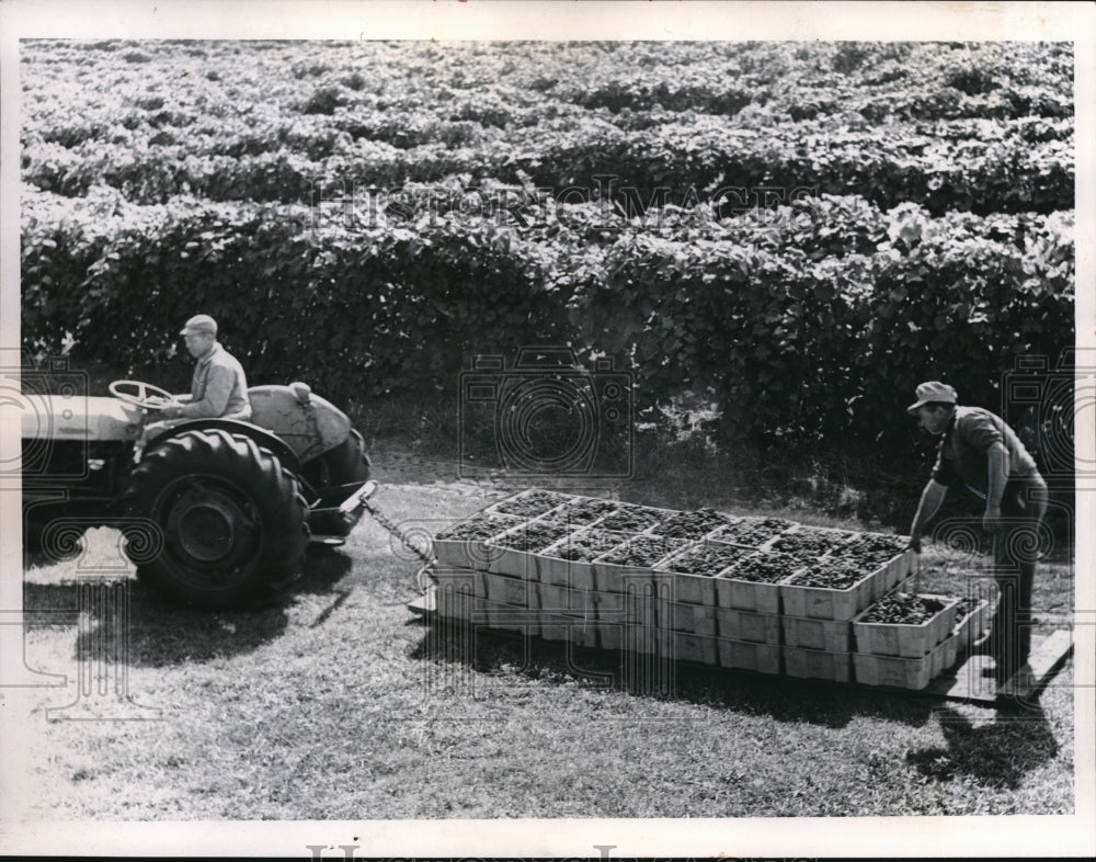 1965 Press Photo Grape Harvest Walter Green Farm
