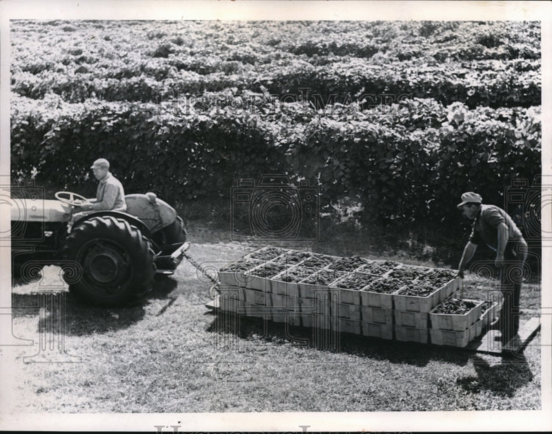 Load image into Gallery viewer, 1965 Press Photo Grape Harvest Walter Green Farm
