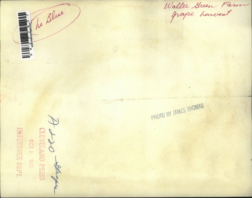1965 Press Photo Grape Harvest Walter Green Farm