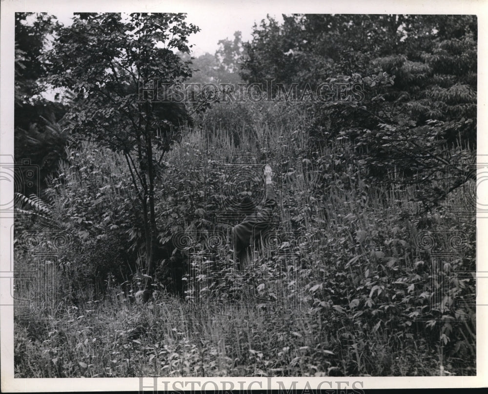 1942 Press Photo Height of Ragweed in Wooded area at East of St. Clair.