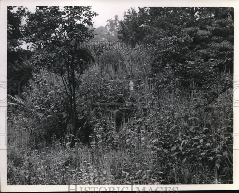 Load image into Gallery viewer, 1942 Press Photo Height of Ragweed in Wooded area at East of St. Clair.
