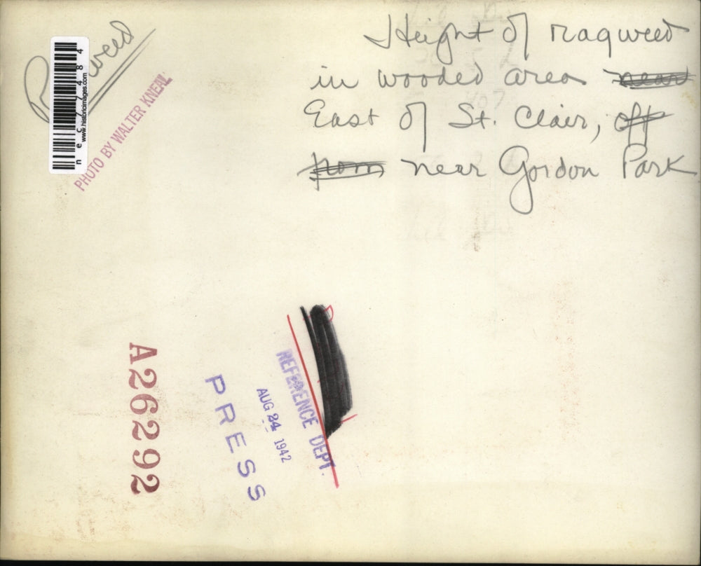 1942 Press Photo Height of Ragweed in Wooded area at East of St. Clair.