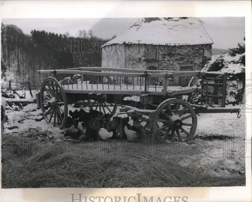 1945 Press Photo Chickens have chicken skin due to sub-zero weather in Belgium- Historic Images