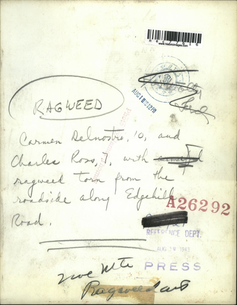 1943 Press Photo Carmen Delmostro & Charles Rons w/ ragweed torn from roadside