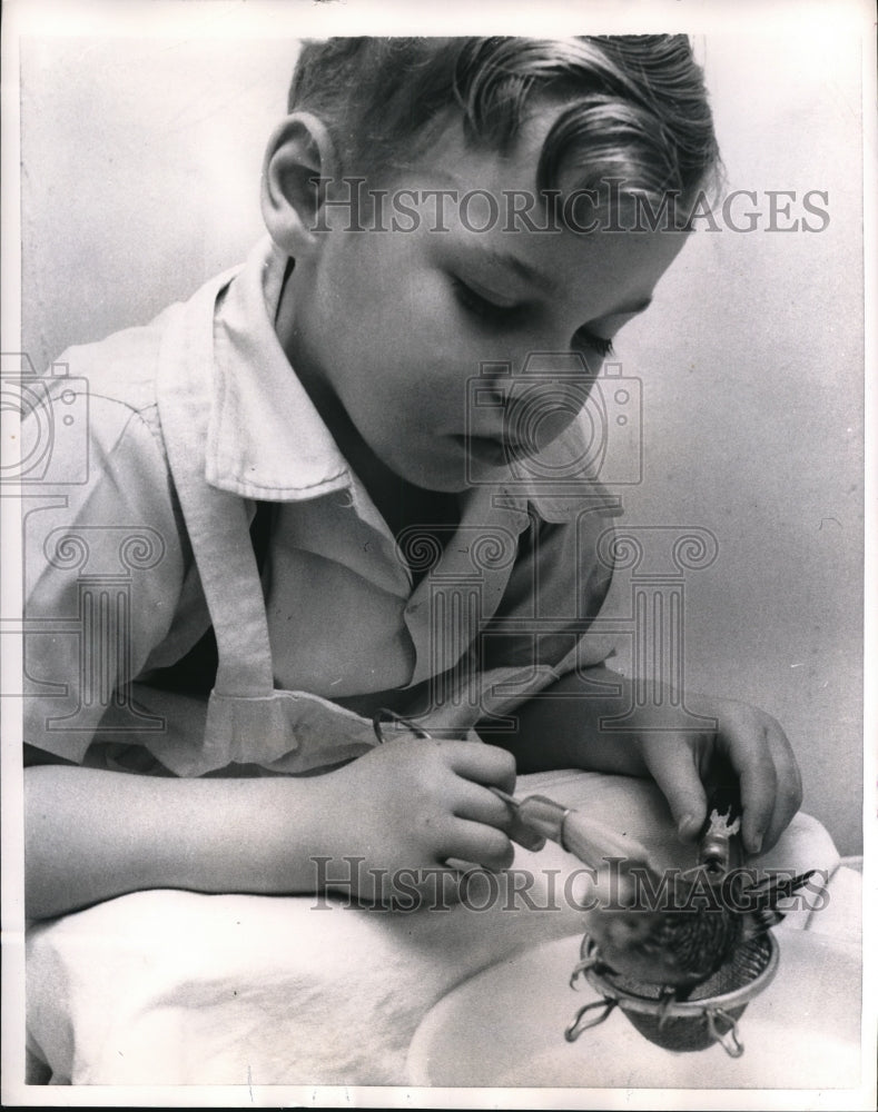 1956 Press Photo Richard with his parakeet Nicky