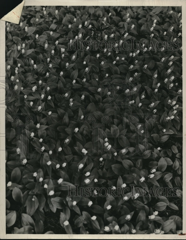 1944 Press Photo Canada Mayflower