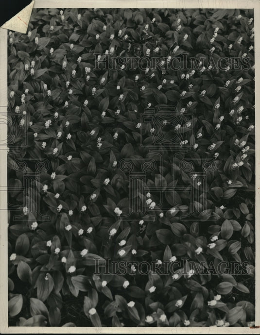 1944 Press Photo Canada Mayflower