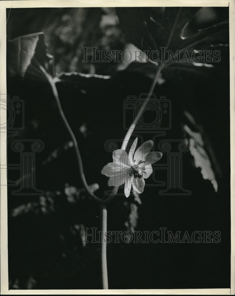 1944 Press Photo Flower of the May Affle