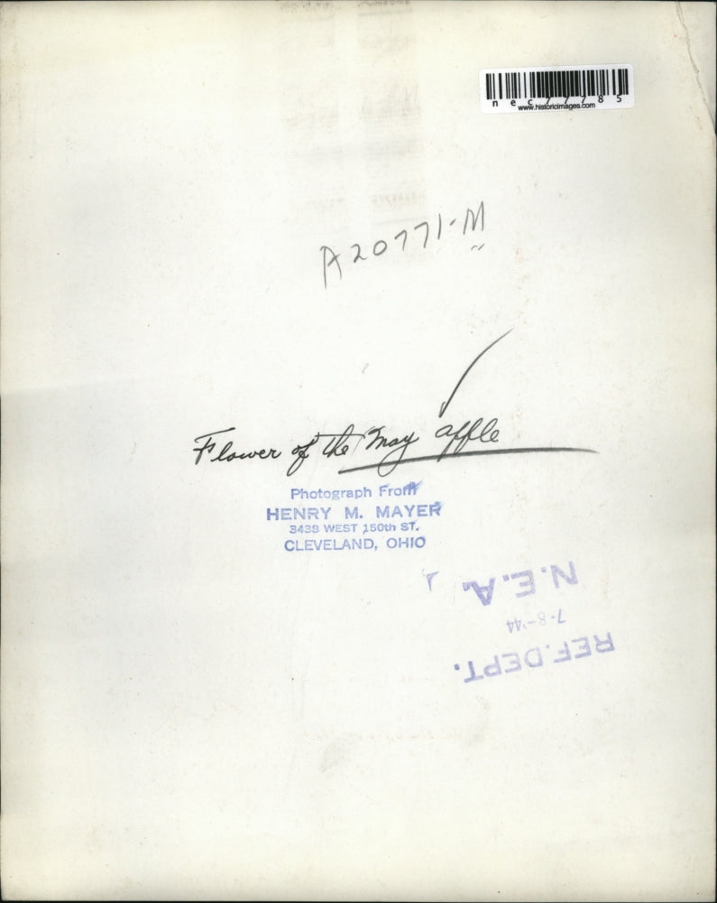 1944 Press Photo Flower of the May Affle