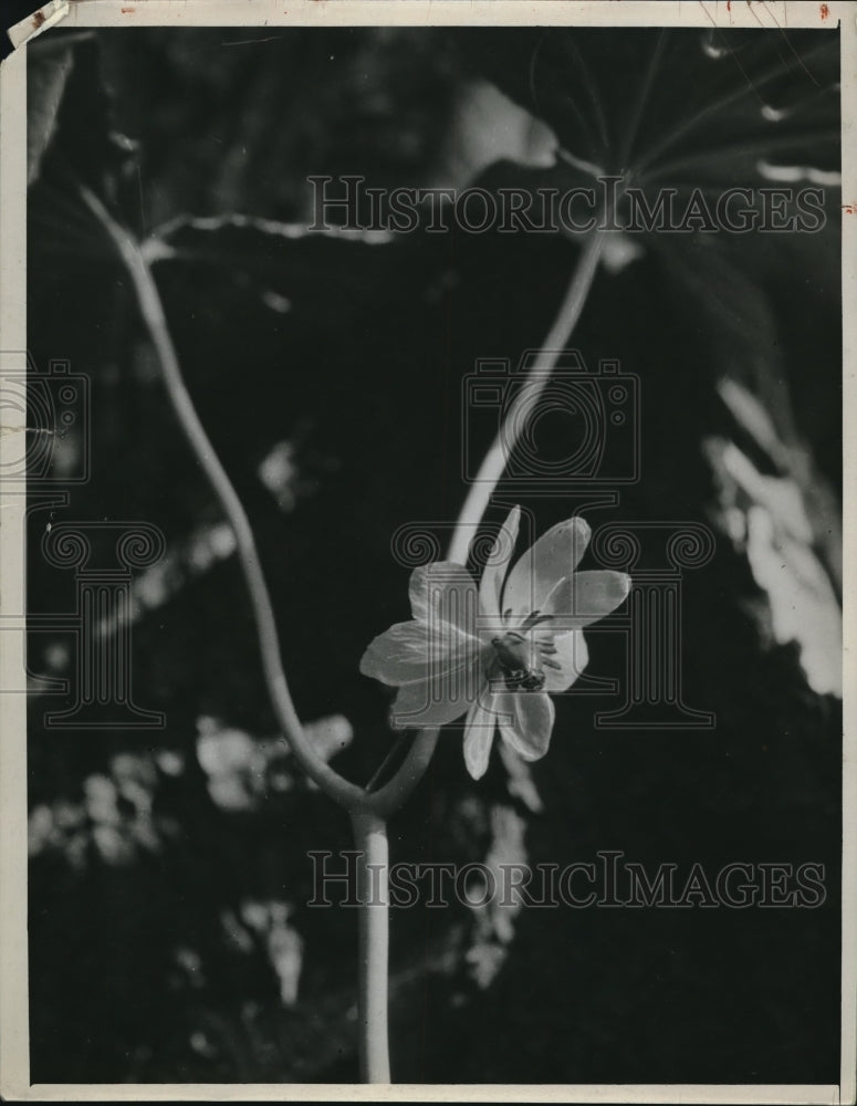 1944 Press Photo Mayaffle Flower