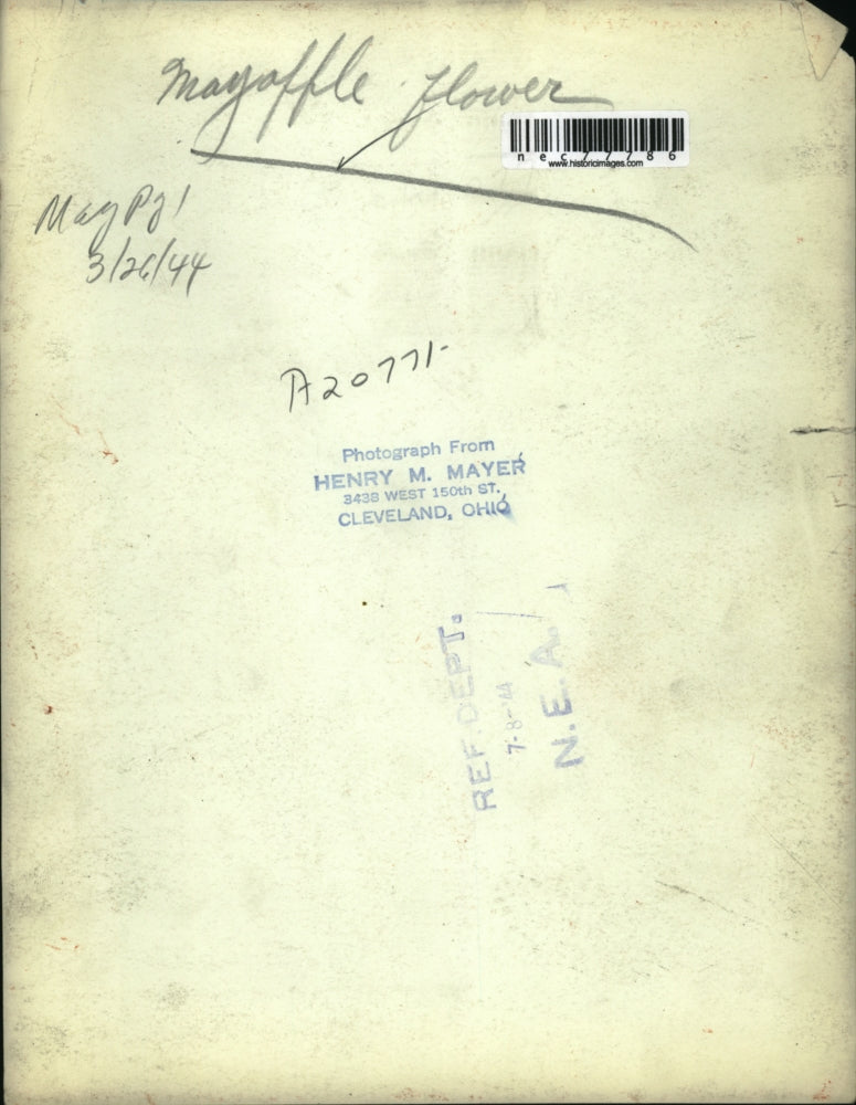 1944 Press Photo Mayaffle Flower