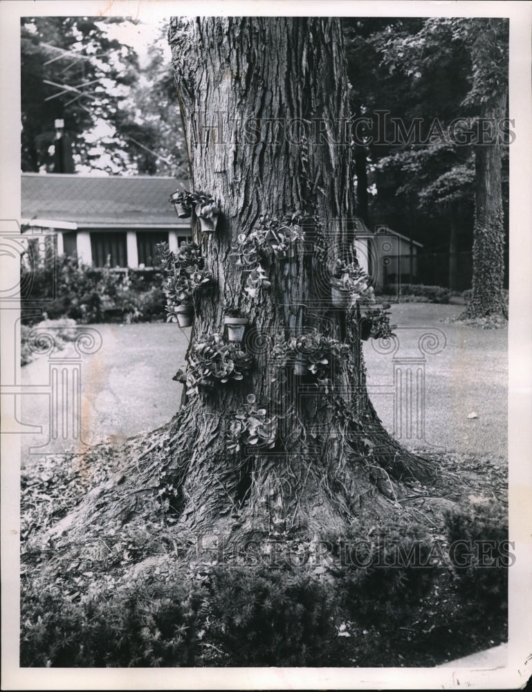 Load image into Gallery viewer, 1959 Press Photo Philodendron plants in pots hangin on Maple tree in Mentor
