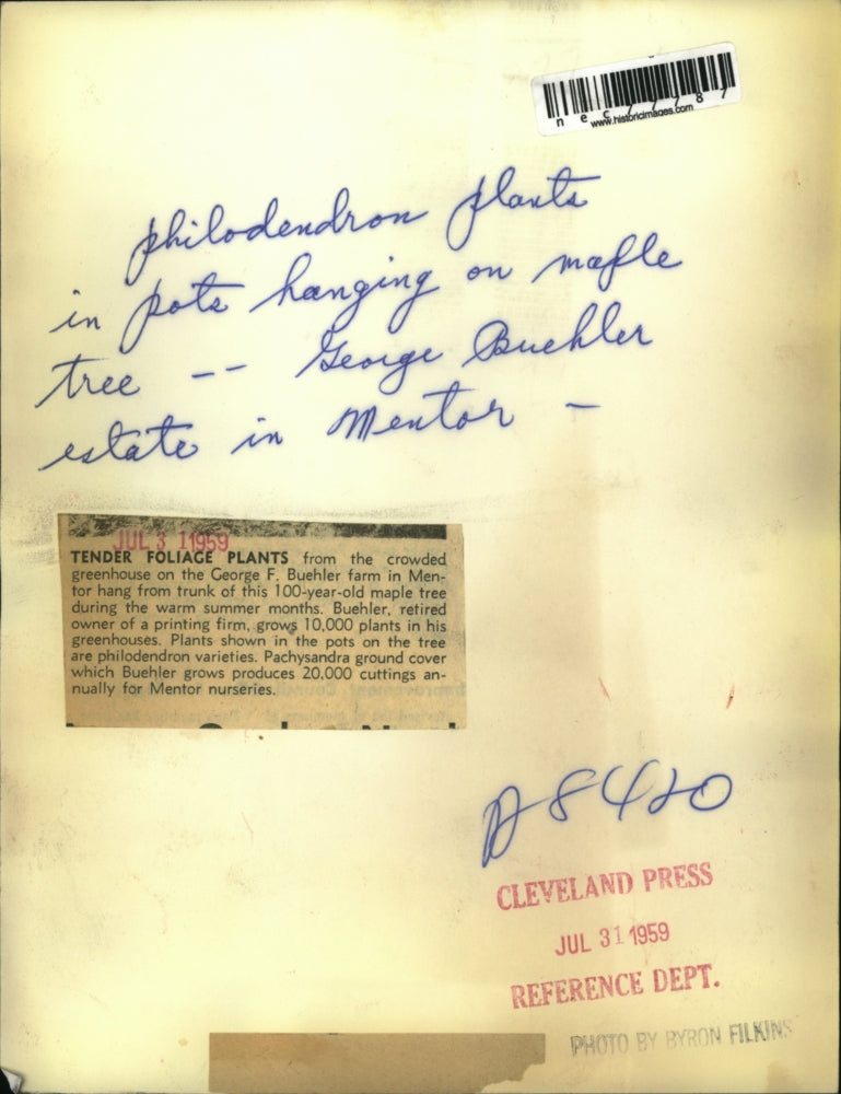 1959 Press Photo Philodendron plants in pots hangin on Maple tree in Mentor