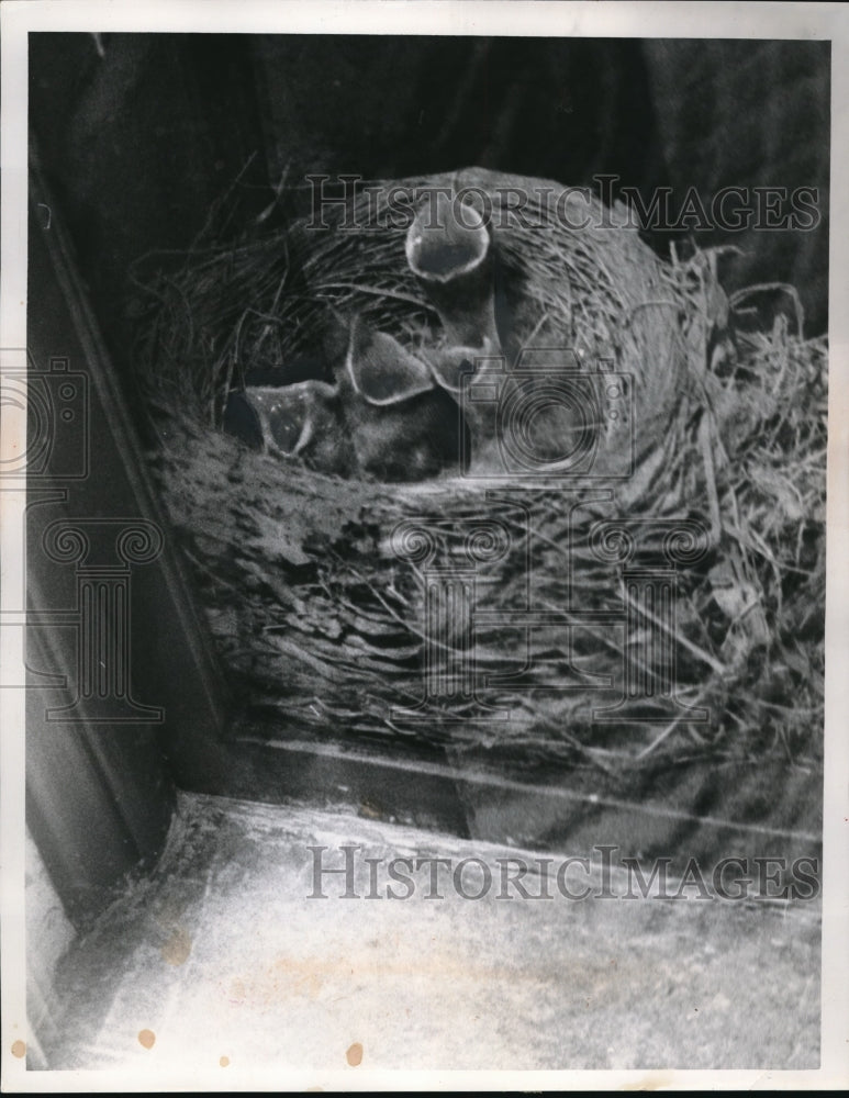 1954 Press Photo Baby Robins in the bedroom window at Frank Piskar's house