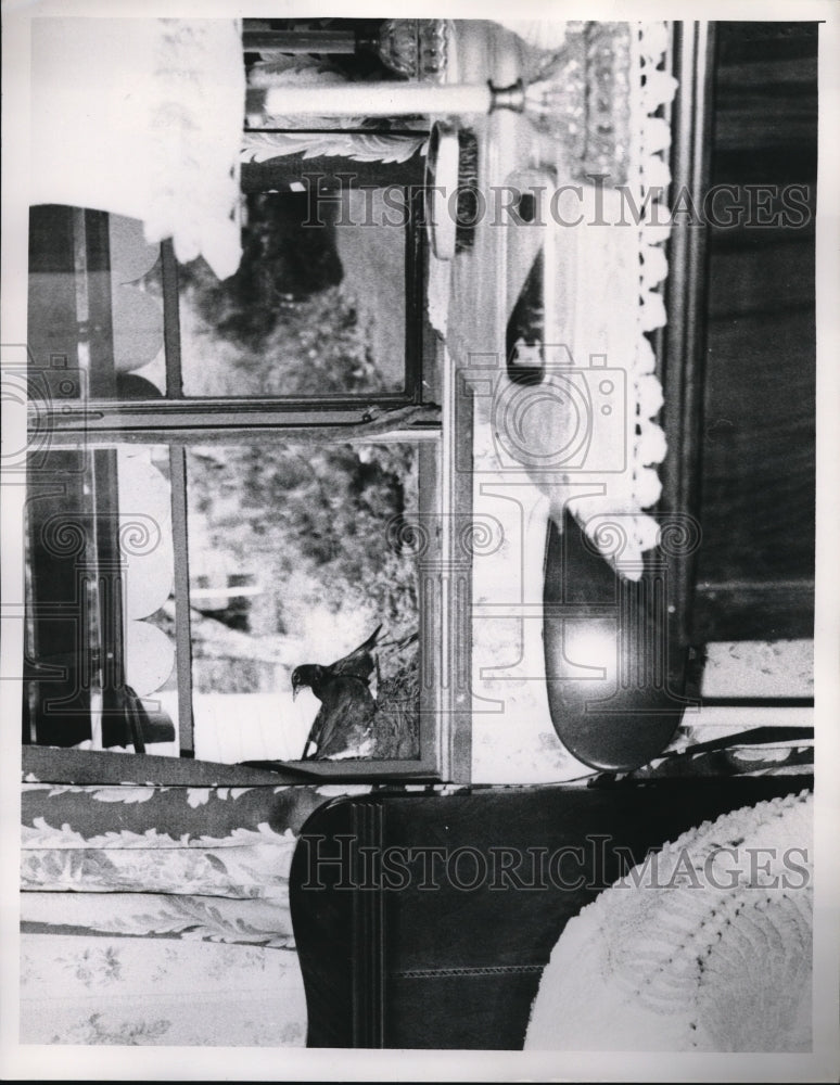 1954 Press Photo View Out Living Room Window