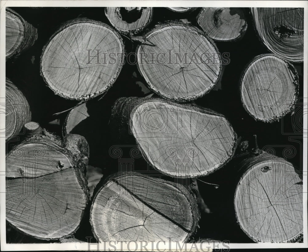 1961 Press Photo logs in a woodpile for winter heating