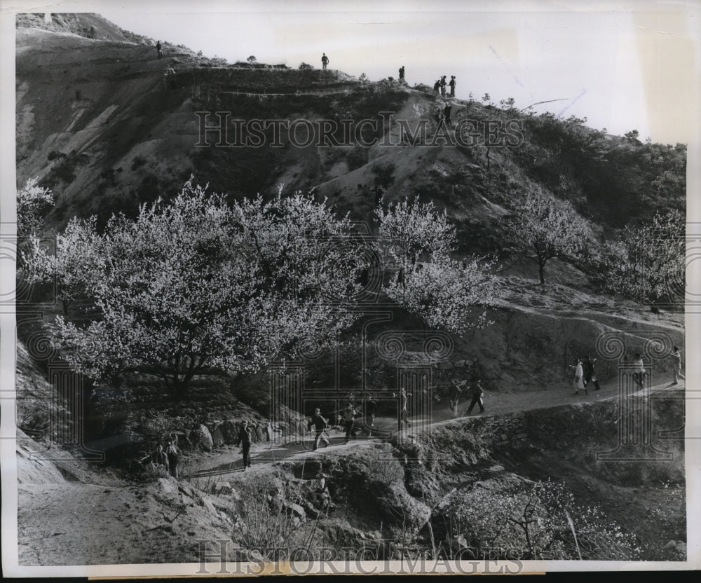 1959 Press Photo workers on road to Apricot flowered trees, work gardens