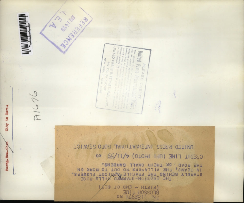 1959 Press Photo workers on road to Apricot flowered trees, work gardens