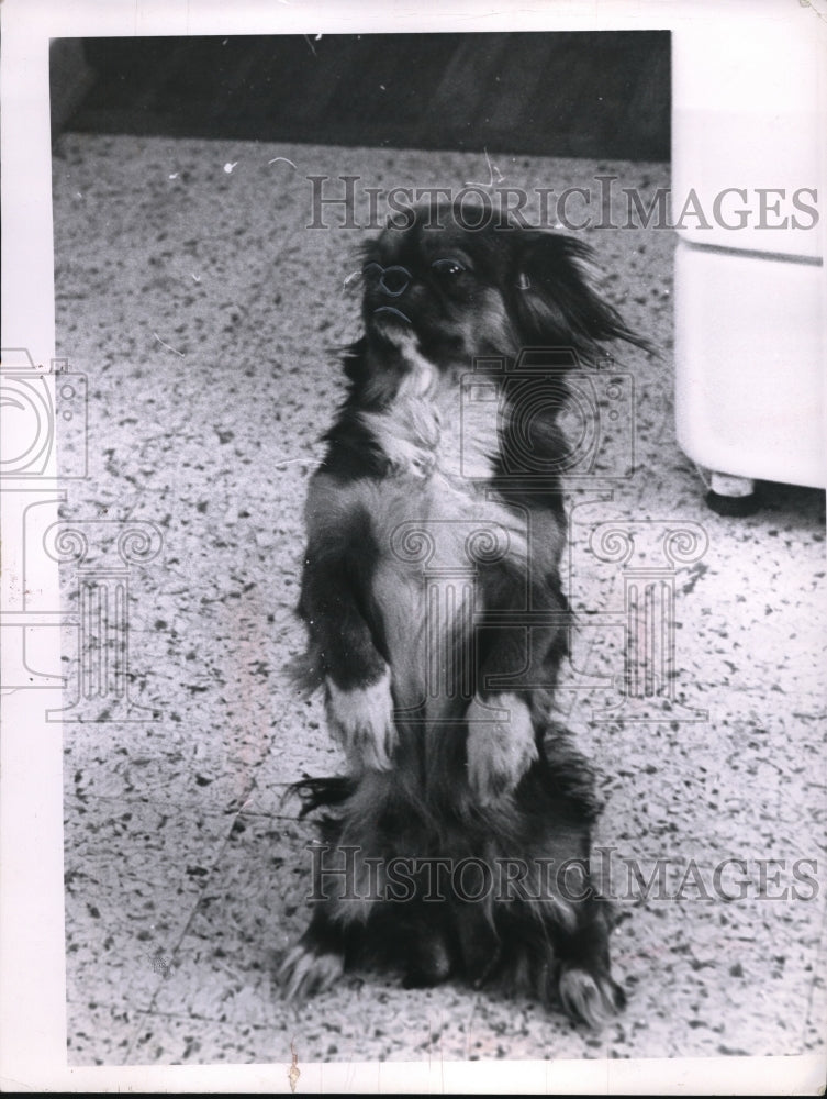 1963 Press Photo Pekingese dog standing showing off