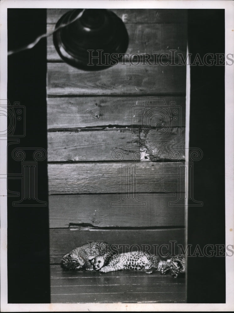 1956 Press Photo Newly born tiger cubs in close observation after their birth