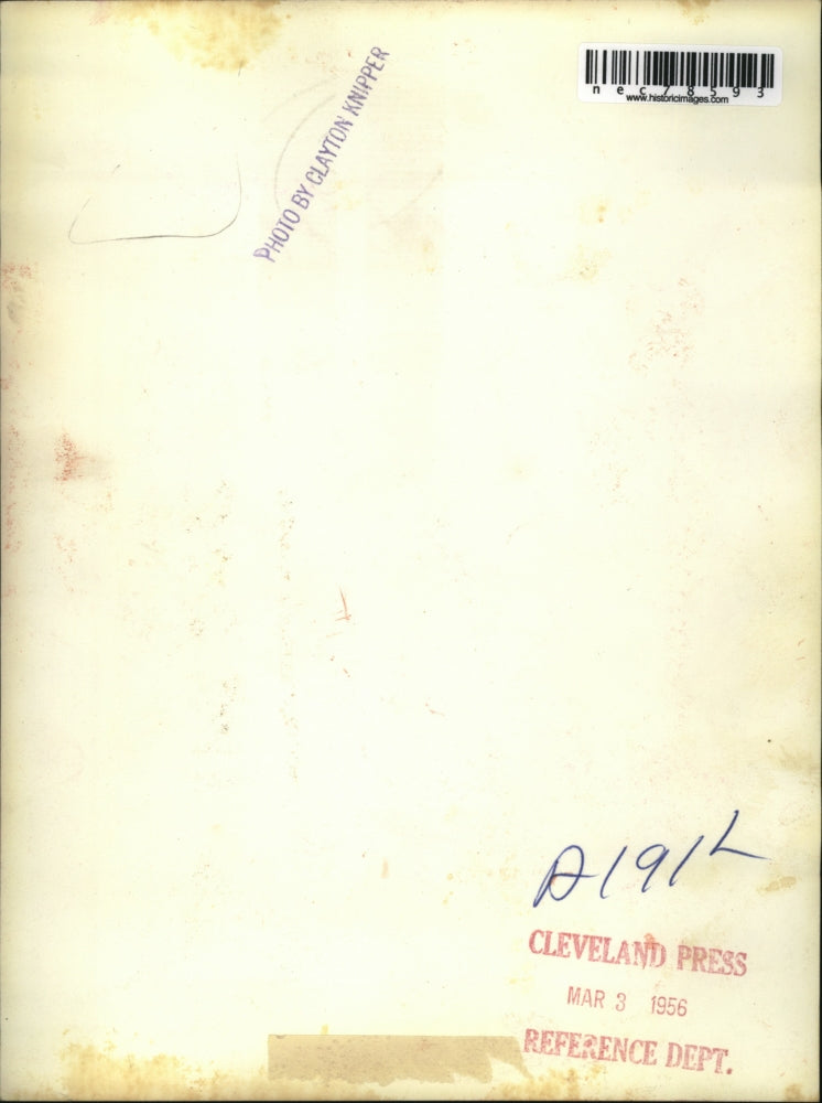 1956 Press Photo Newly born tiger cubs in close observation after their birth