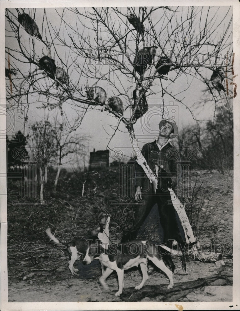Load image into Gallery viewer, 1937 Press Photo Lawrenceville, Ga WG Arnold &amp; opposums in persimmon tree
