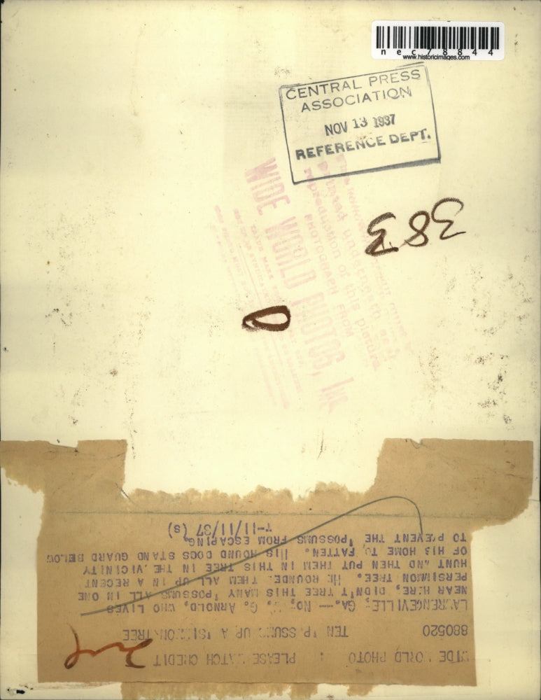 1937 Press Photo Lawrenceville, Ga WG Arnold & opposums in persimmon tree