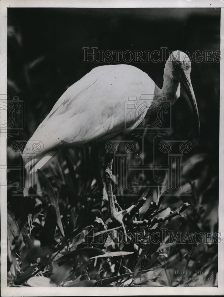 1935 Press Photo A Sacred ibis at Catalina Island, Calif bird park - nec79213