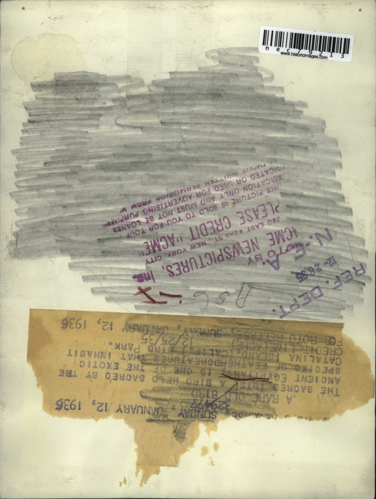 1935 Press Photo A Sacred ibis at Catalina Island, Calif bird park - nec79213