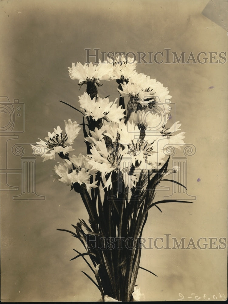 1924 Press Photo Ragged robin flowers displayed in a vase