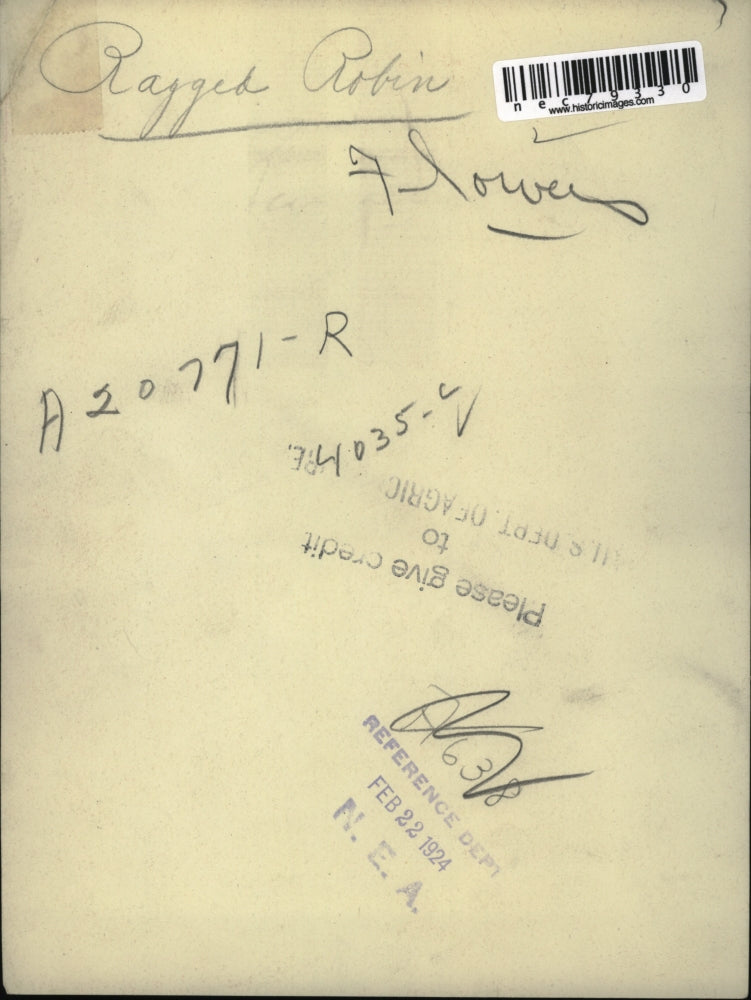 1924 Press Photo Ragged robin flowers displayed in a vase