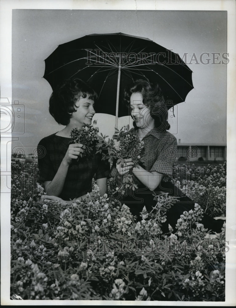 1962 Press Photo Austin, Tex Connie Conway & Gay Brown & bluebonnets