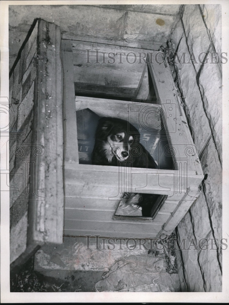 1960 Press Photo Dog &quot;Nippy&quot; in two room dog house- Historic Images