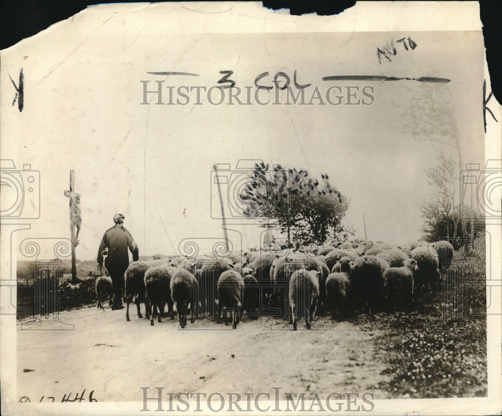 1918 Press Photo French sheep herder driving his flock home