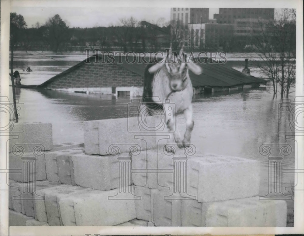 1946 Press Photo Atlanta, Ga a goat at flooded Chattahoochie river