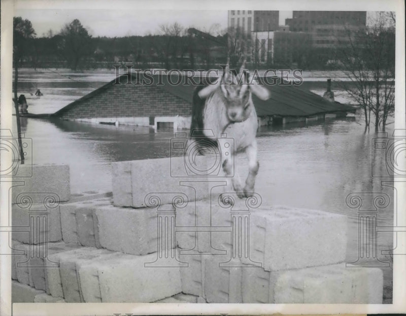 Load image into Gallery viewer, 1946 Press Photo Atlanta, Ga a goat at flooded Chattahoochie river
