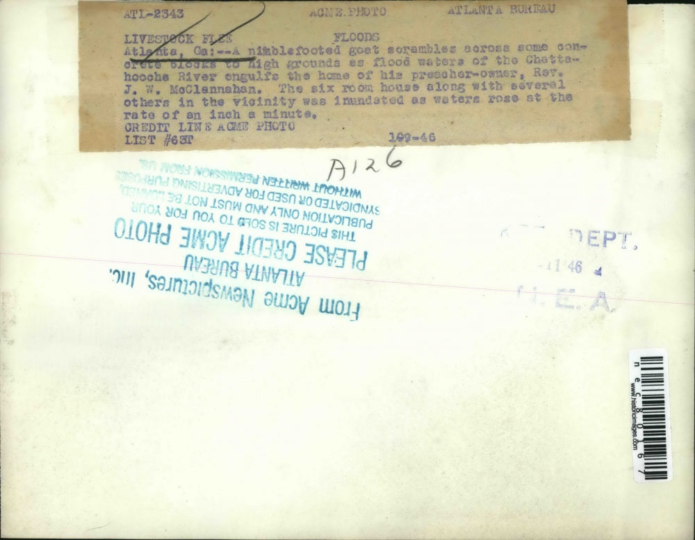 1946 Press Photo Atlanta, Ga a goat at flooded Chattahoochie river