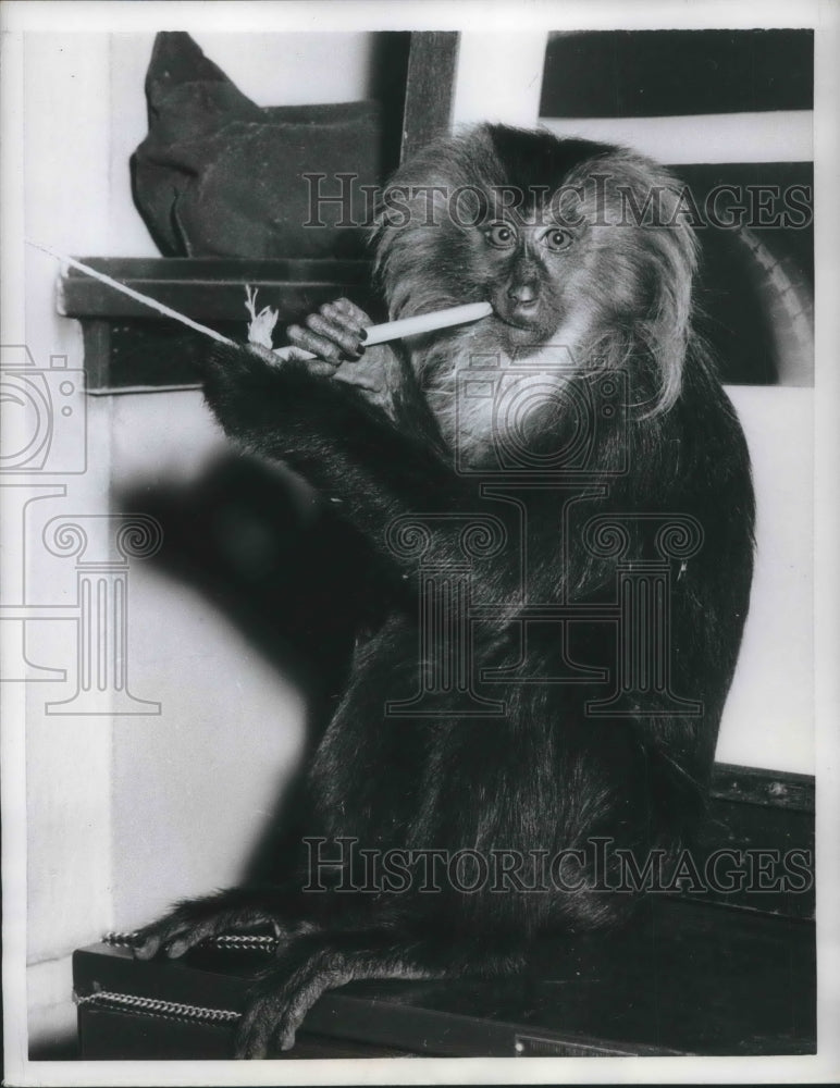Load image into Gallery viewer, 1956 Press Photo Kenmeth the Wandering Wanderoo Monkey in the Bronx Zoo
