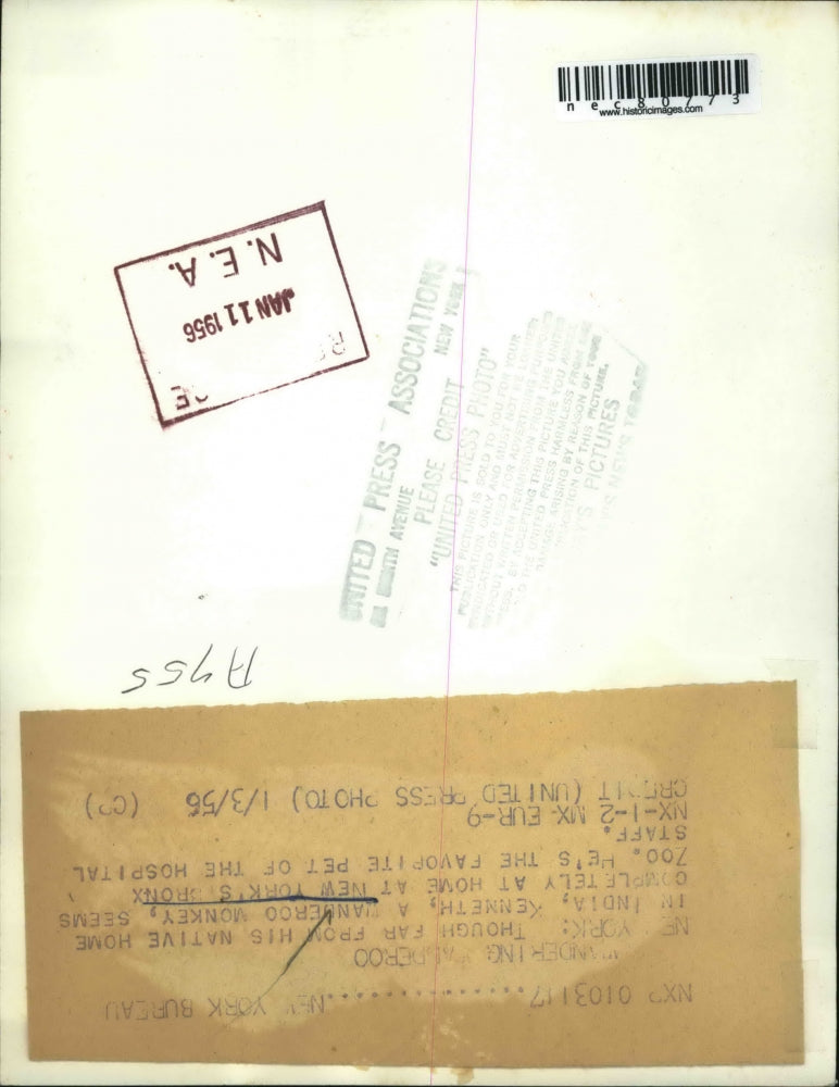 1956 Press Photo Kenmeth the Wandering Wanderoo Monkey in the Bronx Zoo