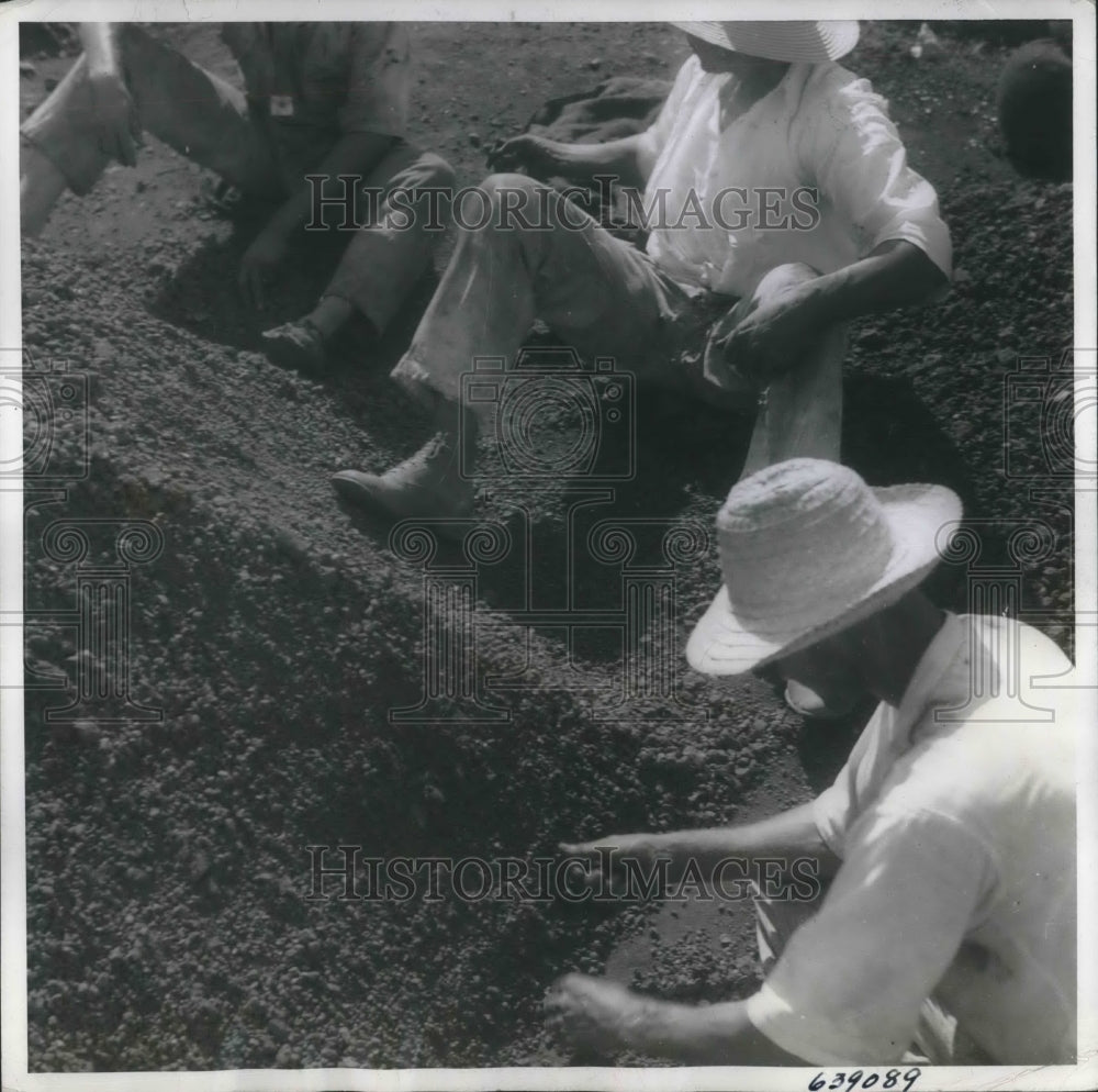 1942 Press Photo Cuba, farmers look for manganese of the Cuban American
