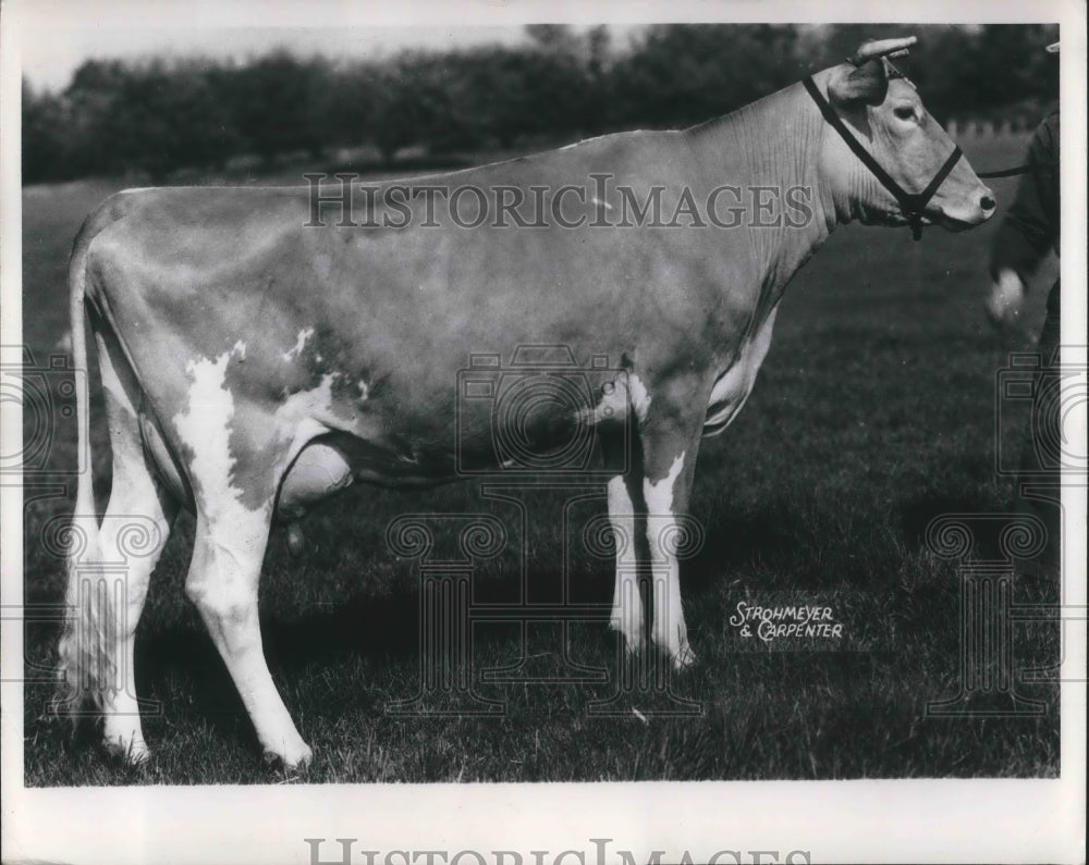 1952 Press Photo Columbia, Mo Foremost Quanity , Guernsey cow