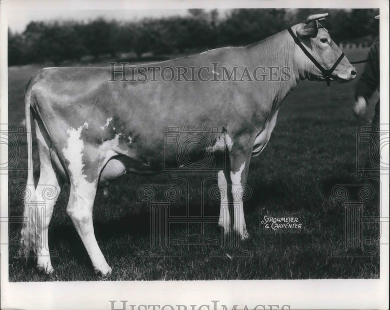Load image into Gallery viewer, 1952 Press Photo Columbia, Mo Foremost Quanity , Guernsey cow
