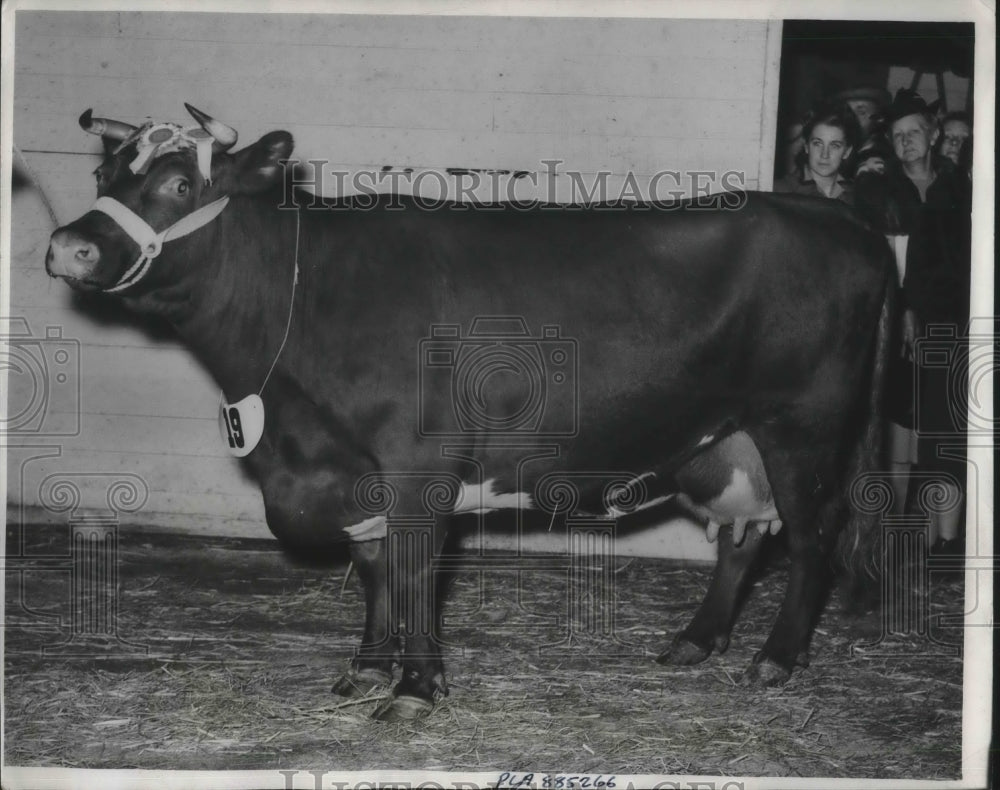 1949 Press Photo London Kaberfold Rosette Champion Dairy Shorthorn Cow