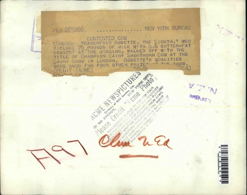 1949 Press Photo London Kaberfold Rosette Champion Dairy Shorthorn Cow