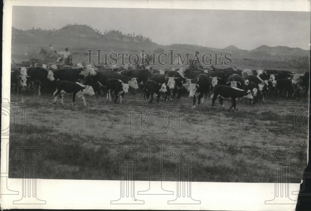 1940 Press Photo Scene of Cattle Grazing