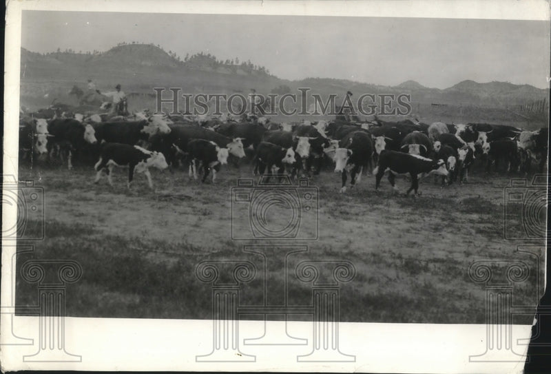 Load image into Gallery viewer, 1940 Press Photo Scene of Cattle Grazing
