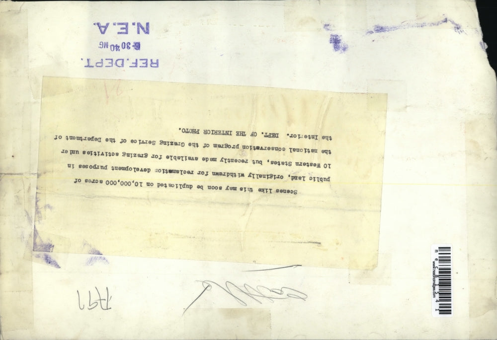 1940 Press Photo Scene of Cattle Grazing