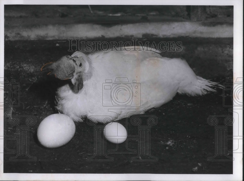 Load image into Gallery viewer, 1958 Press Photo Andrew Kosar farm a bird and two eggs on weighing 8 ounces
