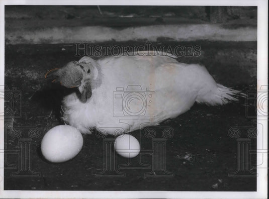 1958 Press Photo Andrew Kosar farm a bird and two eggs on weighing 8 ounces